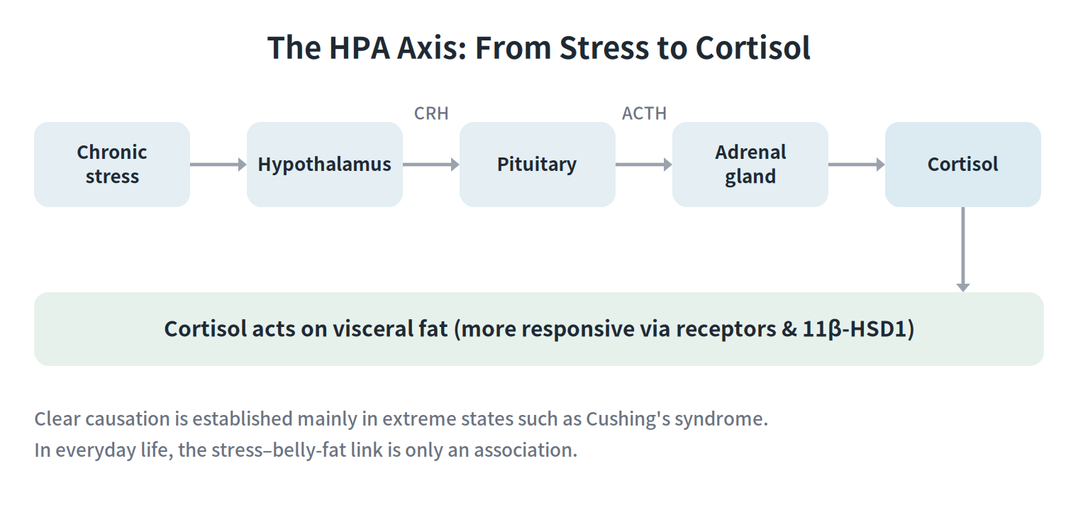 The HPA axis: chronic stress passes through the hypothalamus, pituitary (ACTH), and adrenal gland to secrete cortisol, which acts on visceral fat. Clear causation is established mainly in extreme states such as Cushing's syndrome.