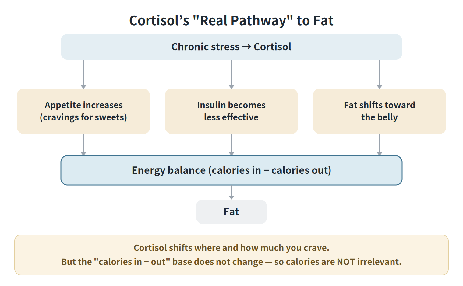 Cortisol's real pathway to fat: chronic stress and cortisol act through increased appetite, insulin resistance, and fat shifting to the belly — but all of these connect to fat by way of energy balance (calories in minus calories out). Cortisol shifts where and how much you crave, but the calorie foundation doesn't change.
