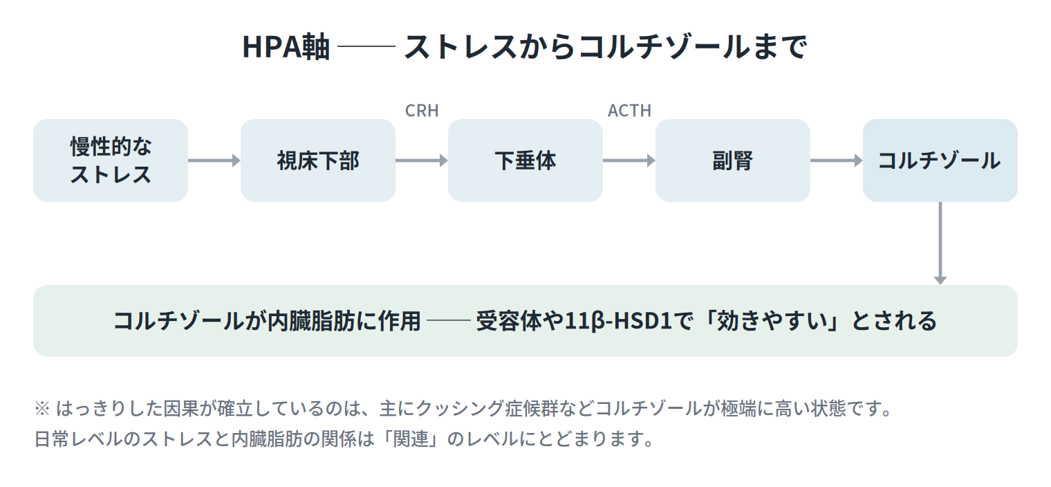 HPA軸の流れ。慢性ストレスが視床下部・下垂体(ACTH)・副腎を経てコルチゾールを分泌し、内臓脂肪に作用する。はっきりした因果が確立しているのは主にクッシング症候群などコルチゾールが極端に高い状態
