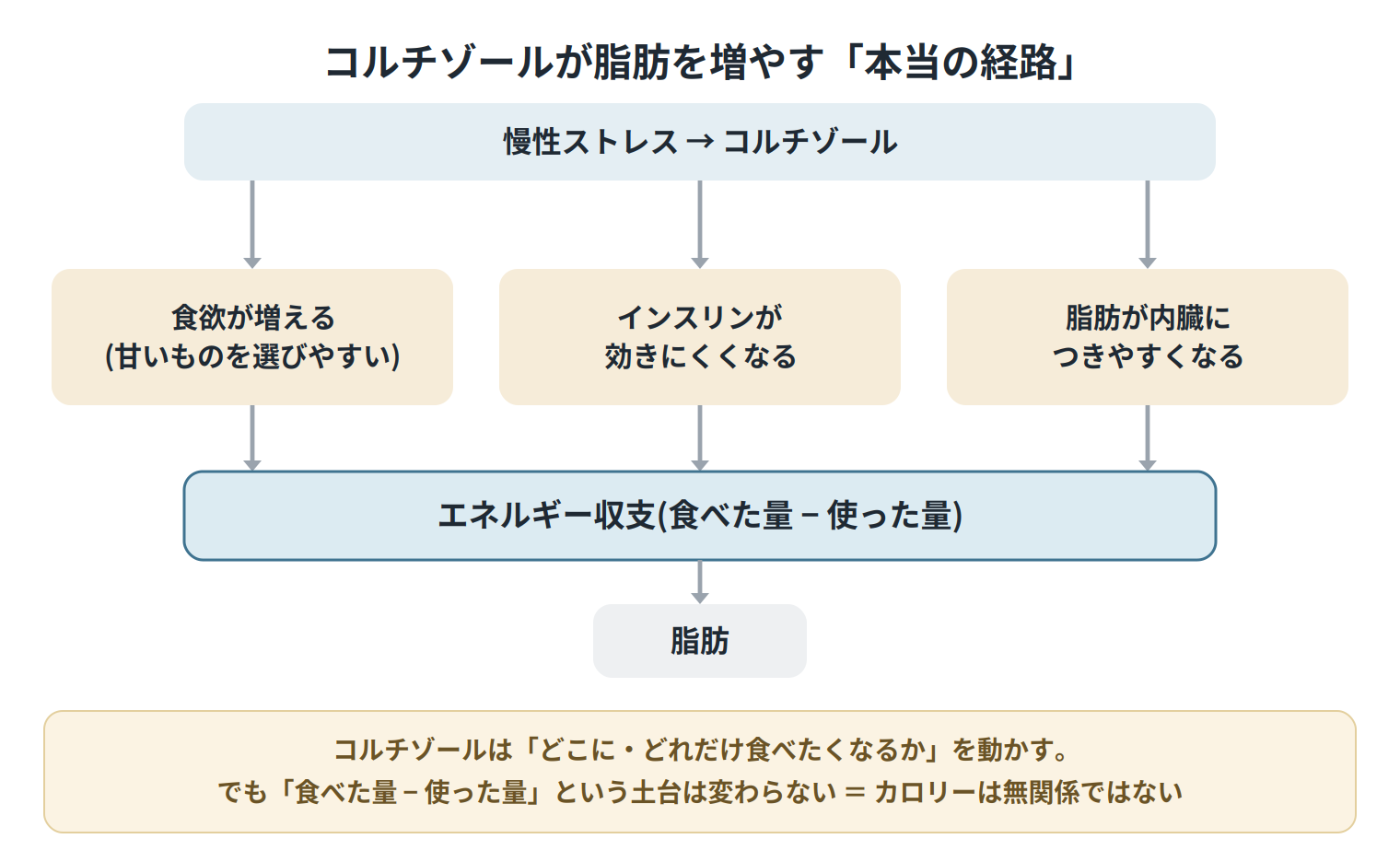 コルチゾールが脂肪を増やす本当の経路。慢性ストレスとコルチゾールは、食欲の増加・インスリン抵抗性・脂肪が内臓につきやすくなる、を介して働くが、いずれもエネルギー収支(食べた量−使った量)を通じて脂肪につながる。コルチゾールは食べたくなる量や場所を動かすが、カロリーの土台は変わらない